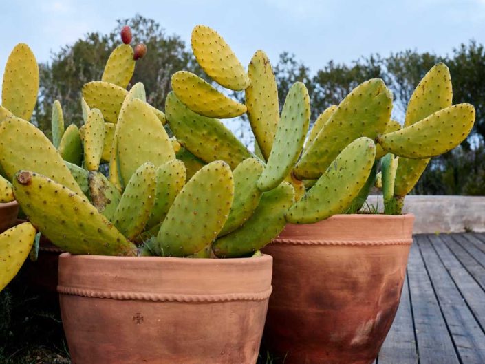 Cactus Algarve Portugal
